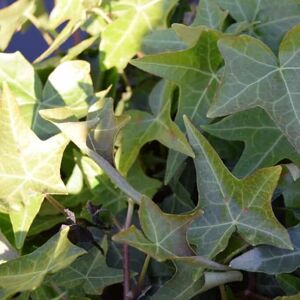 Hedera hibernica 'Sagittifolia' 125-150 cm